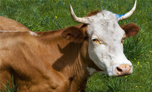 ?？袢〉呐R床癥狀