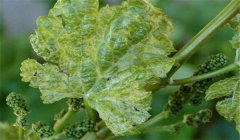 葡萄扇葉病的癥狀、治療方法、用什么藥效果好