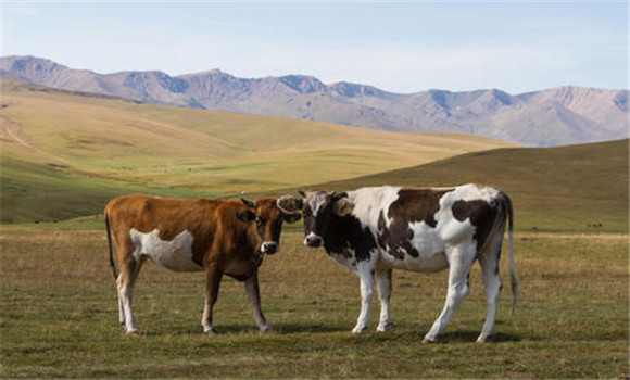 奶牛瘤胃酸中毒的預(yù)防