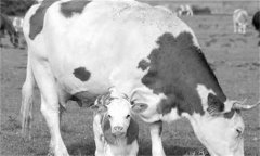 奶牛酮病的臨床癥狀、檢測(cè)方法、怎么治療