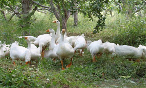 因地制宜，科學(xué)選種