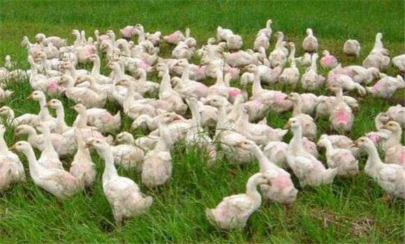 配套輪作，合理混播