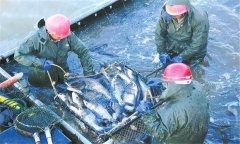 輪捕輪放為什么能增產(chǎn)增收，輪捕輪放放養(yǎng)密度