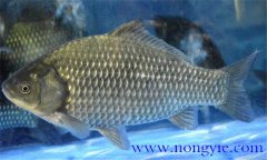 鯽魚(yú)有幾種，鯽魚(yú)種類知多少？