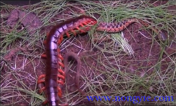 蜈蚣的取食方式