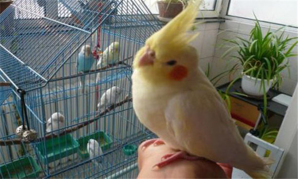 玄風(fēng)鳥會(huì)說(shuō)話嗎