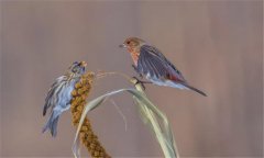 朱頂雀是國家保護(hù)動物嗎?怎么繁殖、如何飼養(yǎng)