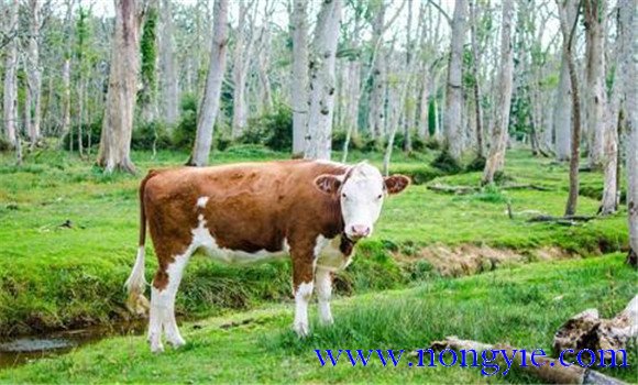 架子牛育肥方法及其注意事項(xiàng)