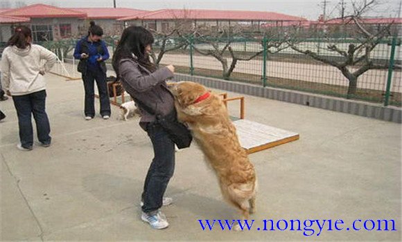 怎樣阻止狗撲人、如何糾正