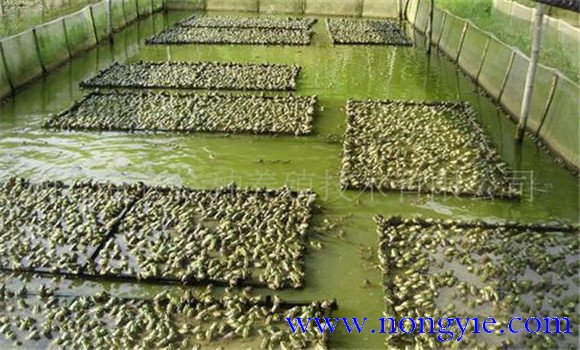 牛蛙養(yǎng)殖成本多少，養(yǎng)殖牛蛙要投資多少錢