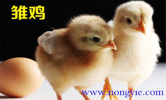 雛雞的脫溫方法、時(shí)間與步驟