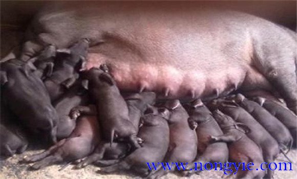 母豬產(chǎn)后厭食不吃應(yīng)該怎么辦，怎么治療