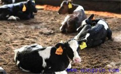 奶牛結核病的臨床癥狀、診斷方法與防治措施