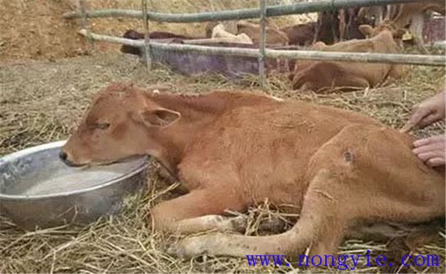 牛水瀉的病因和預(yù)防、防治方法