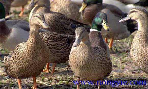 鴨子產蛋期多長時間