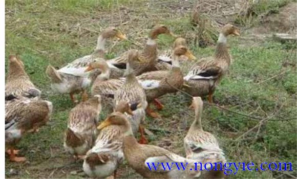 鴨子產蛋期如何飼養(yǎng)管理