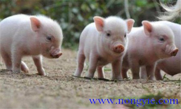 豬囊蟲(chóng)病的治療與預(yù)防