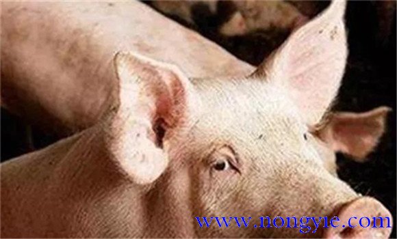 豬囊蟲(chóng)病臨床與病理變化