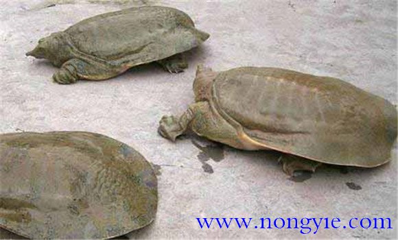 鱉紅脖子病怎樣防治，病因是什么？