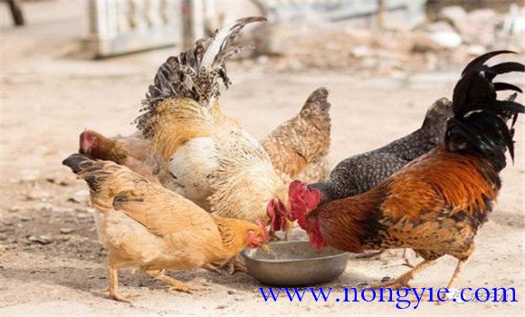 雞新城疫癥狀表現(xiàn)及防治方法，用什么藥治療