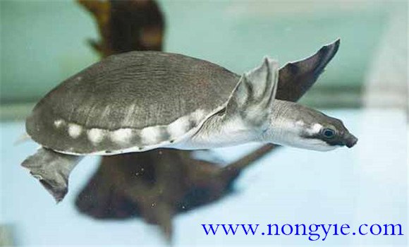 豬鼻龜是保護動物嗎，豬鼻龜?shù)娘曫B(yǎng)方法與技術(shù)