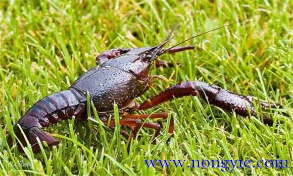 小龍蝦是什么蝦？