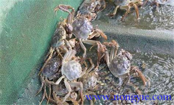 河蟹脫殼期的管理要點