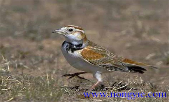 飼養(yǎng)百靈鳥，應(yīng)當注意哪些問題