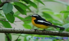 如何調(diào)教百靈鳥？百靈鳥的調(diào)教與訓(xùn)練方法