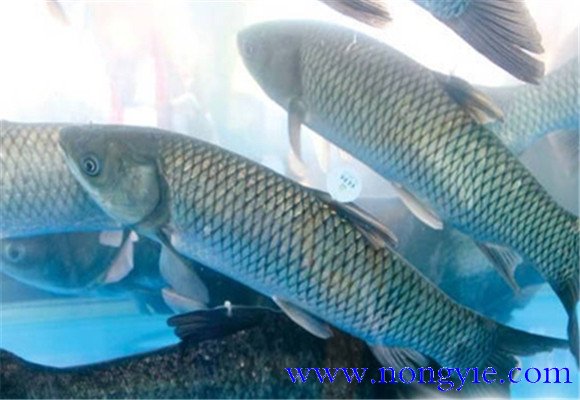 草魚(yú)出血病的治療方法