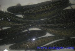 黑魚可以單養(yǎng)嗎，如何單養(yǎng)？