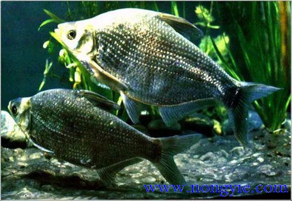 羅非魚的原產(chǎn)地是哪里，其生活習性如何