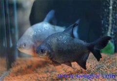 淡水白鯧能長(zhǎng)多大 淡水白鯧的生活習(xí)性如何？