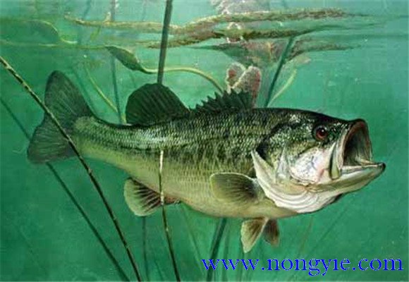 大口黑鱸養(yǎng)殖，飼養(yǎng)幼魚(yú)要注意哪些