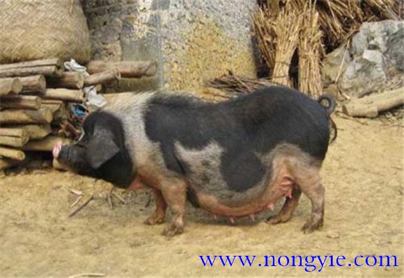 關嶺豬的產(chǎn)地、品種