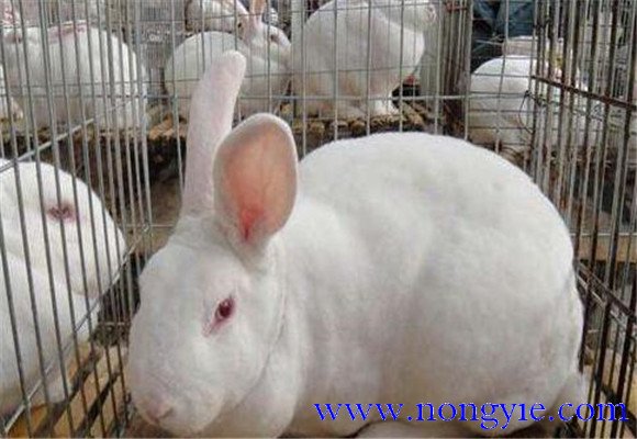 兔子的尾巴有什么作用？