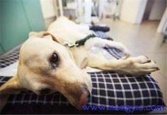 狗發(fā)生有機磷化合物中毒怎么辦，如何處理