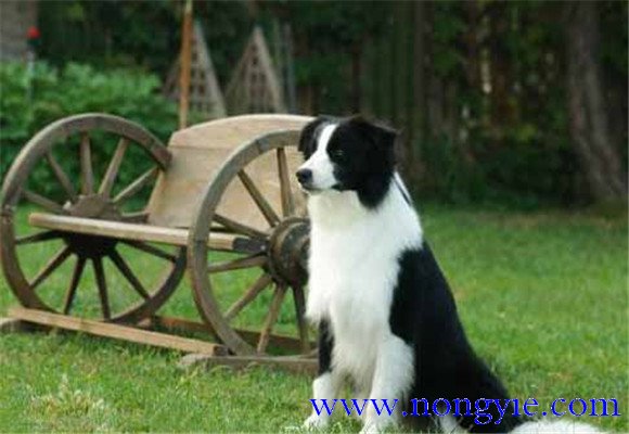 狗膿腫怎么治療，狗膿腫吃什么消炎藥