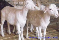 羊胃腸炎癥狀和治療的方法、病因是什么？