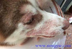 狗絳蟲病的癥狀及治療方法、吃什么藥