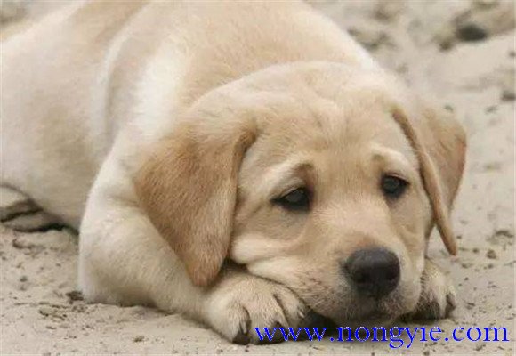 狗絳蟲(chóng)病的預(yù)防措施