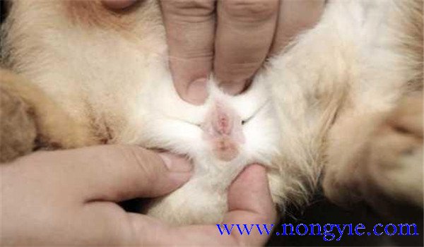 初生仔兔公母怎么辨別