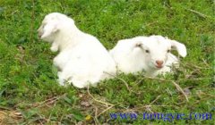 羊鏈球菌病的癥狀及防治技術要點