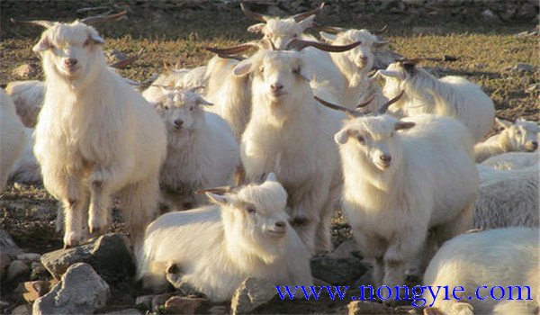 營養(yǎng)物質的基本功能