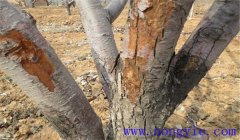 板栗干枯病癥狀與發(fā)病規(guī)律，板栗干枯病怎么治