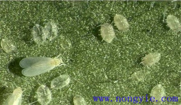 白粉虱怎么治，白粉虱用什么藥防治