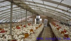 雞舍內(nèi)有害氣體是什么，雞舍氨氣重的消除辦法