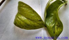 柿子角斑病原是什么，柿子角斑病怎么防治