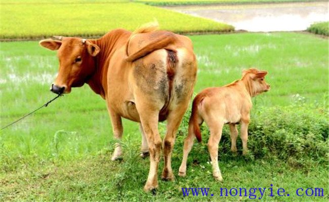 牛流行熱的不同類型