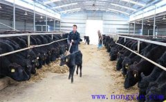 塑料大棚養(yǎng)?？尚袉?？如何在暖棚內養(yǎng)殖育肥牛